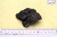 藏品(早坂犀肢骨碎片)的圖片